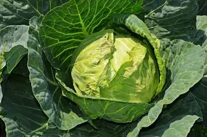 cabbage