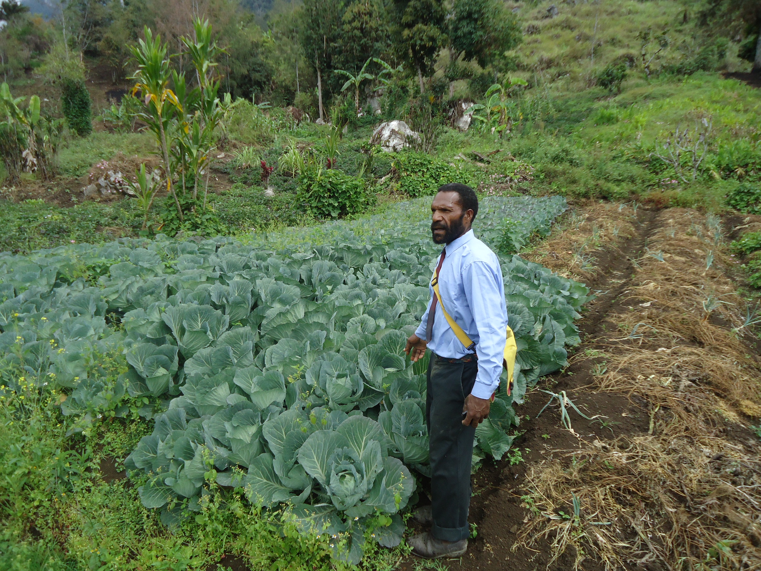 PNG cabbage grower