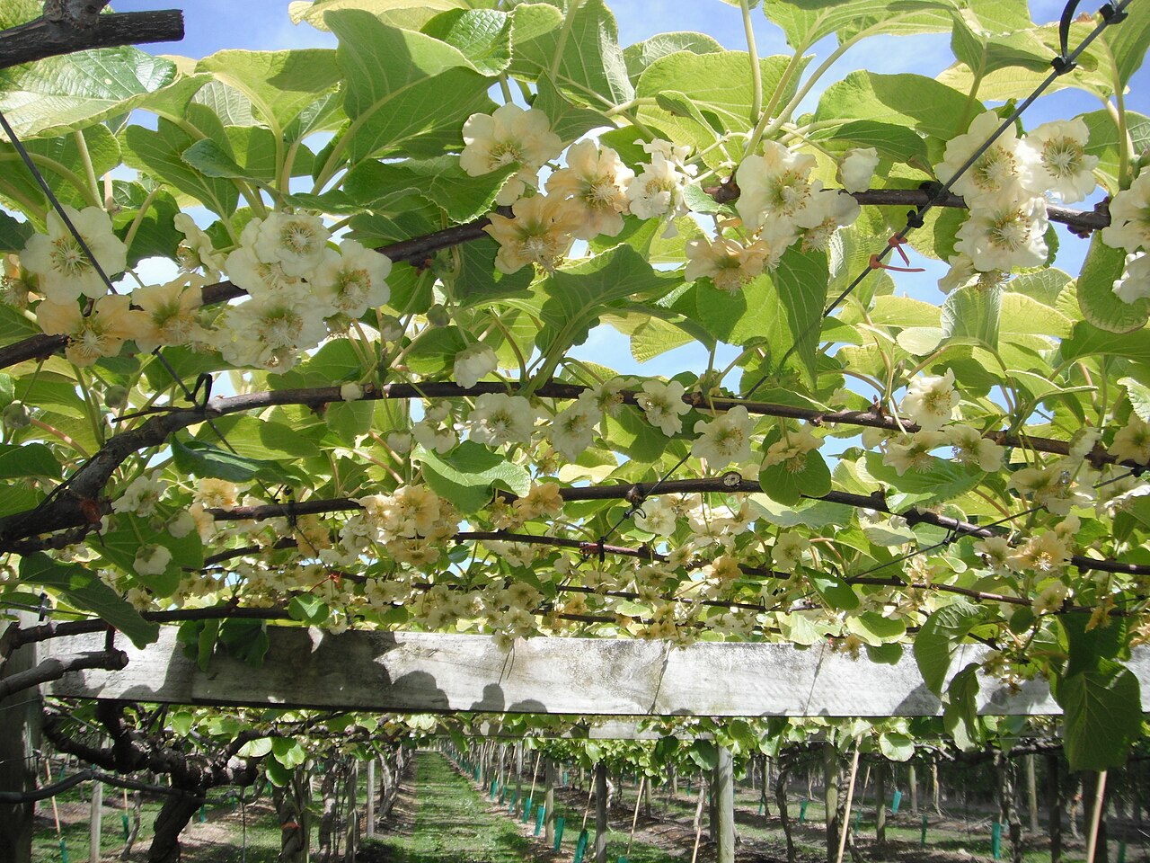 kiwifruit flowers kiwifruit flowers