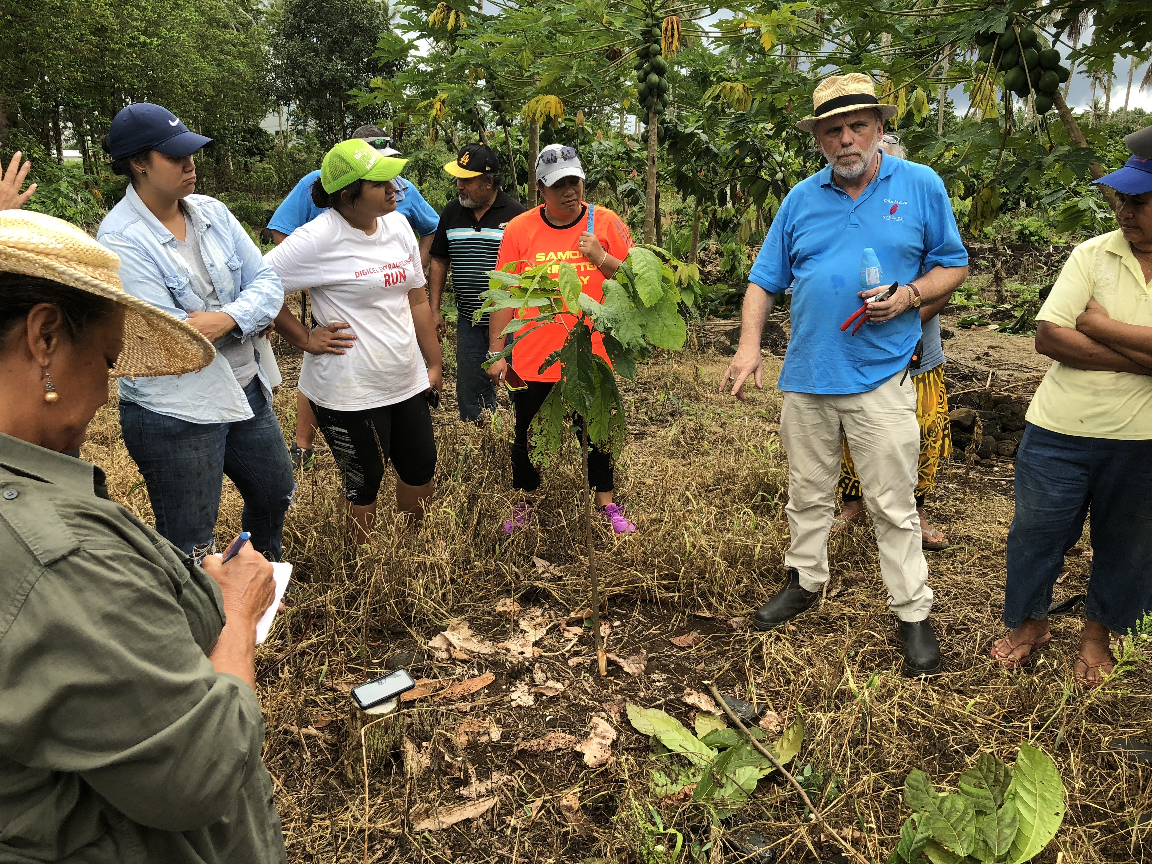 cocoa pruning cocoa pruning